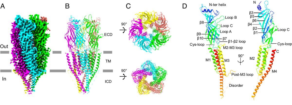 Cryo-EM structure of the zinc-activated channel (ZAC) in the Cys-loop receptor superfamily | PNAS 

pnas.org/doi/10.1073/pn…