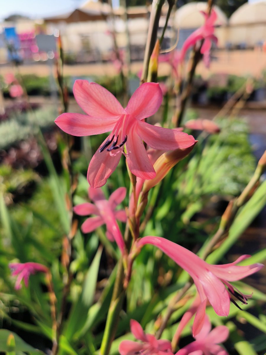 #Watsonia (bugle lily) is a genus of plants in the family Iridaceae. Watsonias are native to #SouthAfrica, Lesotho &amp;  Eswatini. There are 56 accepted species in southern Africa and are perennial herbs growing from corms and producing erect spikes of showy flowers. 🌸
