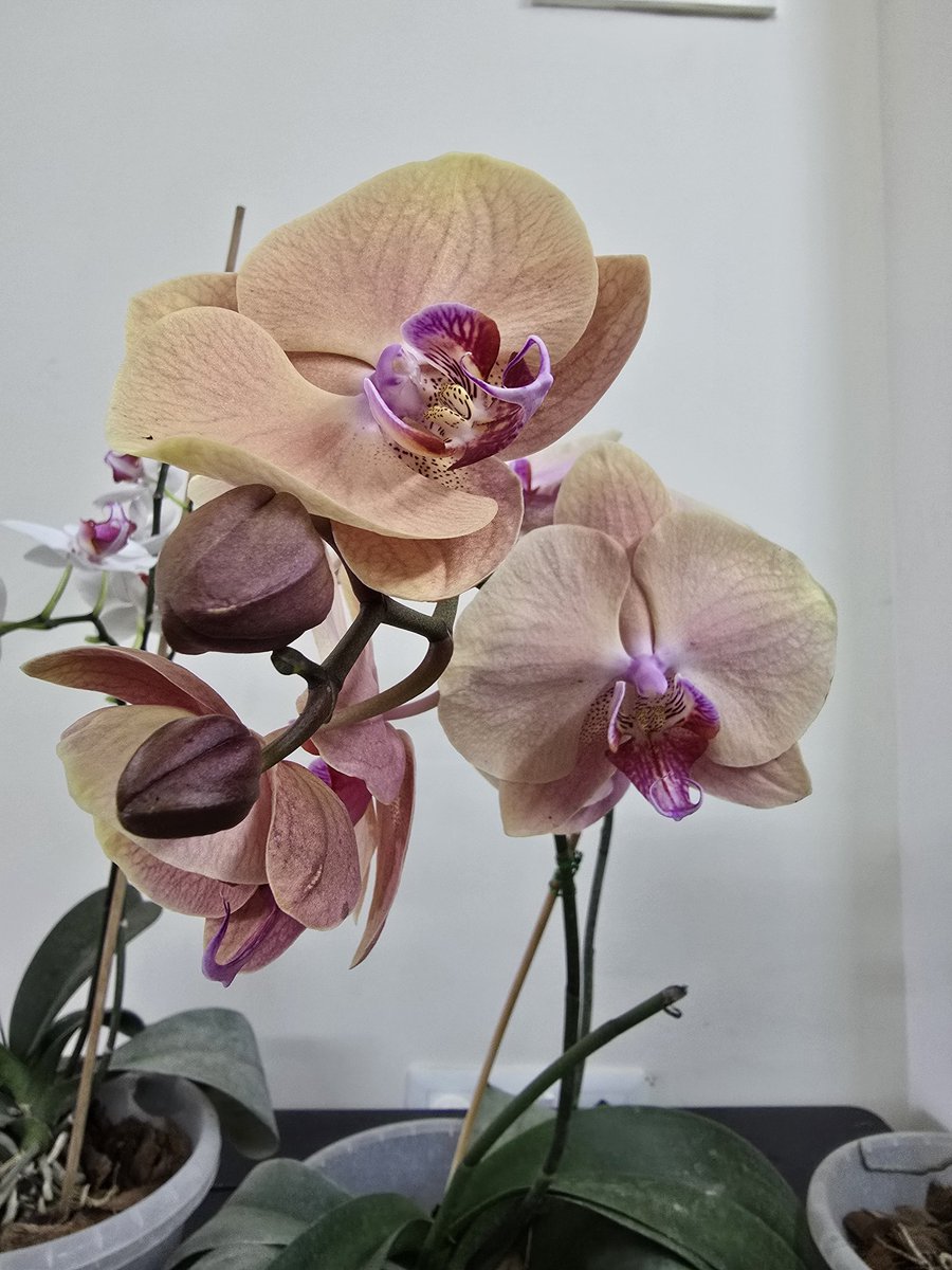 Bharadwaj0Ramya's tweet photo. #orchids #ocrchidsbloom #flowers #orchidgarden
Bloom like Orchids 🤍🤎🌸 https://t.co/KZREGhy75c