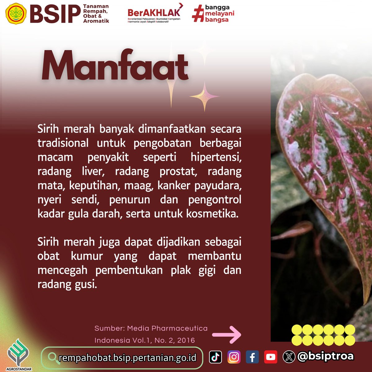 brmprempahobat's tweet image. Banyaknya permintaan sirih merah, membuat pecinta tanaman hias melirik untuk membudidayakan secara komersil.
#tanamanobat
#libraryupdate
#agrostandar