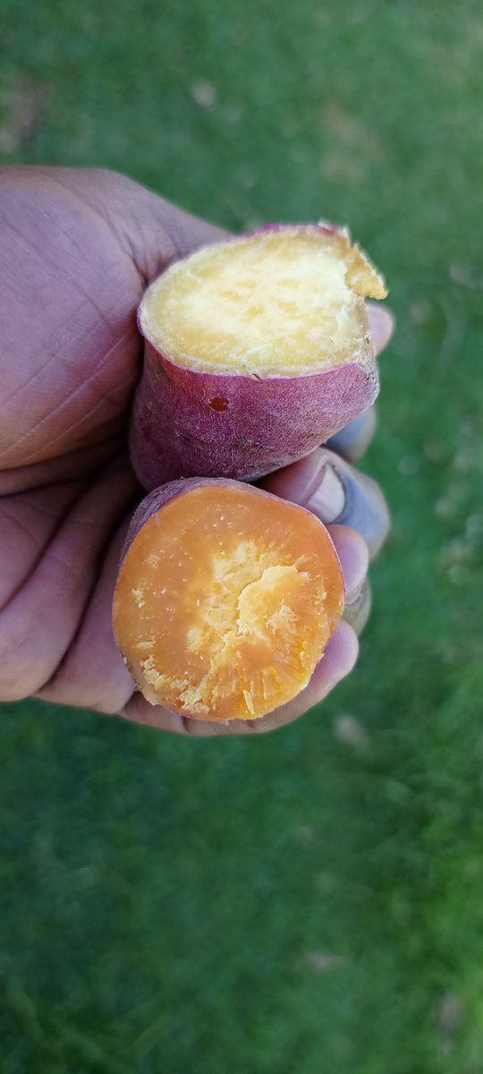 FelixKiptum's tweet photo. Sampling for breakfast: Kenspot 1 Yellow Flesh vs Kenspot 4 Orange Flesh Sweet Potatoes https://t.co/N7JxBhzbyZ