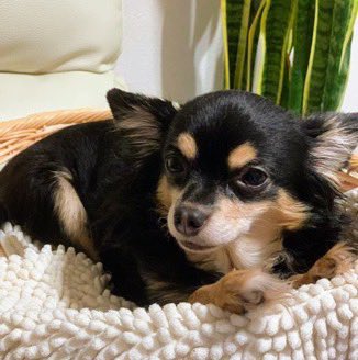 🐶🆘【#千葉県迷子犬】🎈
🔷2024.10.19⏰23時台
🔴印旛郡酒々井町
▶︎京成酒々井駅東口（ふれあい駅前通）第一ホーム付近で迷子になった〝あんずちゃん♀〟を探してます🐾
🍀あんずちゃん発見に皆様のお力をお貸しください🙇‍♂️
#迷子犬 #印旛郡迷子犬 
#酒々井町迷子犬 #チワワ迷子
目撃情報有↓