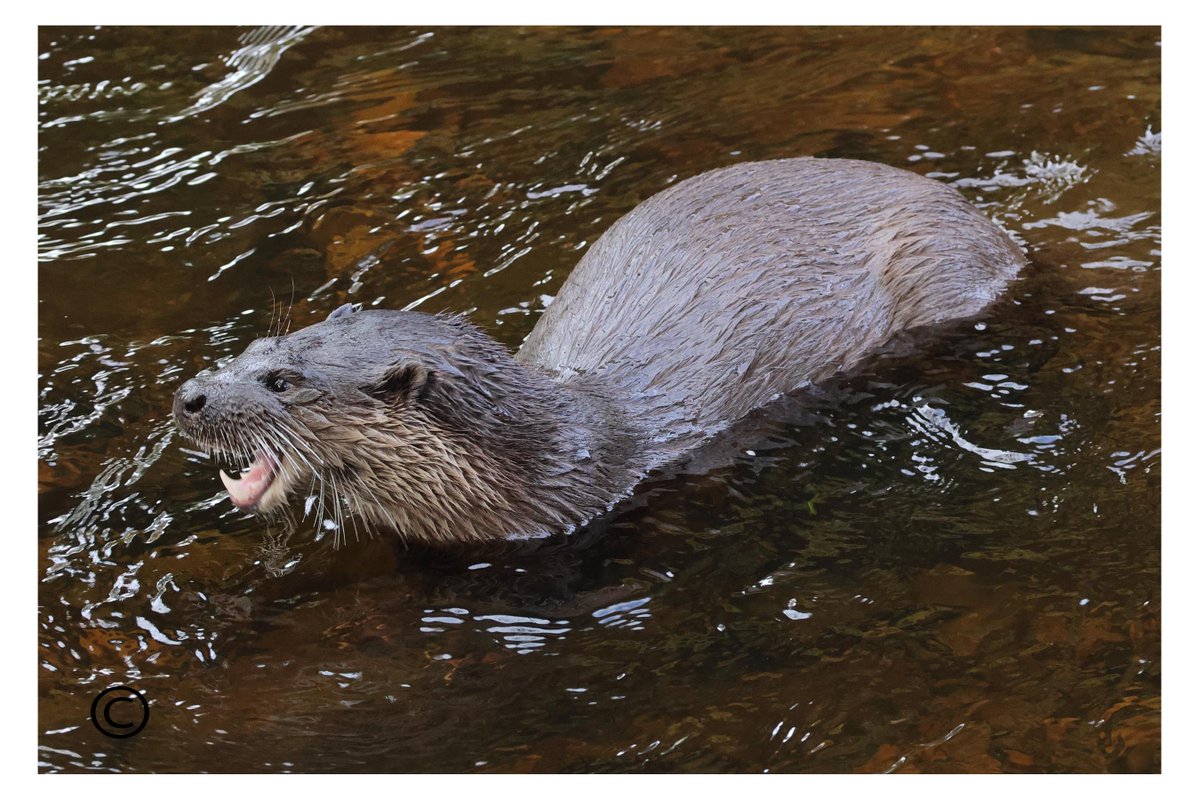 Whitfield Benson tweet media