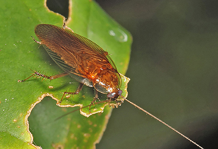 Zootaxa's tweet photo. #Newspecies of the genus Shelfordina Hebard with taxonomic and ecological notes and a key to the known Australian species (#Blattodea: Ectobiidae: Pseudophyllodromiinae)
https://t.co/ixxhJVORvs
#Taxonomy #cockroaches https://t.co/chzdQLJqRU