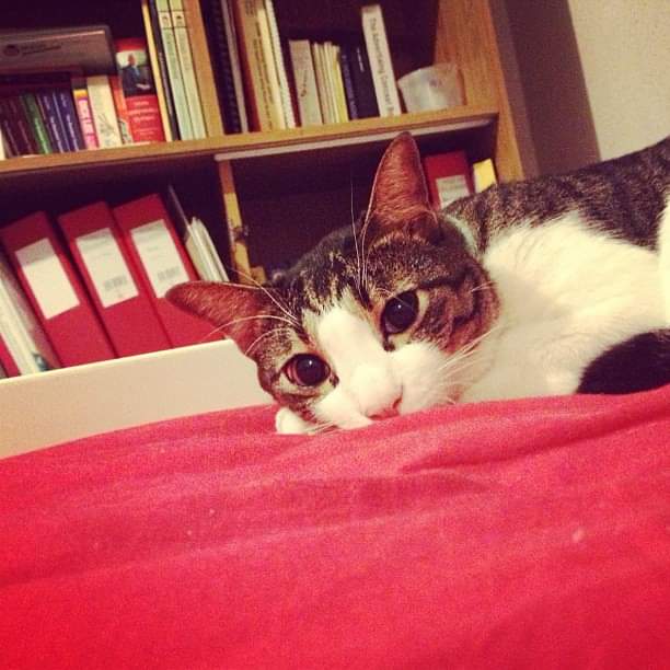 benbenthekitteh's tweet photo. 🥹 https://t.co/saA6XZs7ho