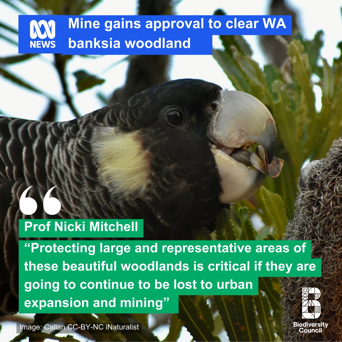 A mining company has been green-lit to clear banksia woodlands north of Perth, although the area was declared a threatened ecological community in 2016.

"Protecting large and representative areas of these beautiful woodlands is critical to the survival of the species that depend