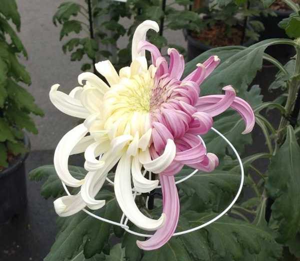 (株)国華園【公式】 tweet media