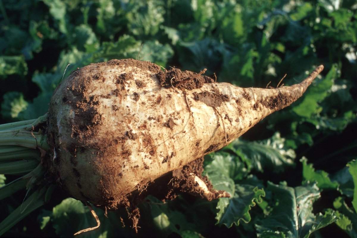 Die Rübenernte ist in vollem Gange.

Der durchschnittliche Deutsche verbrauchte in 2022/23 gut 33 Kilogramm #Zucker – das entspricht etwa 232 Zuckerrüben! 🇩🇪🍬

➡ fcld.ly/shtotlp
#Landwirtschaft