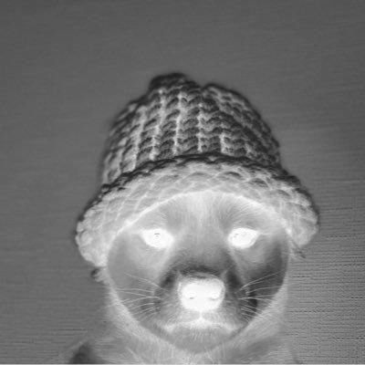 xrayonsol's tweet photo. $dogwifhat #XRAYit https://t.co/xHlqEbVeO5