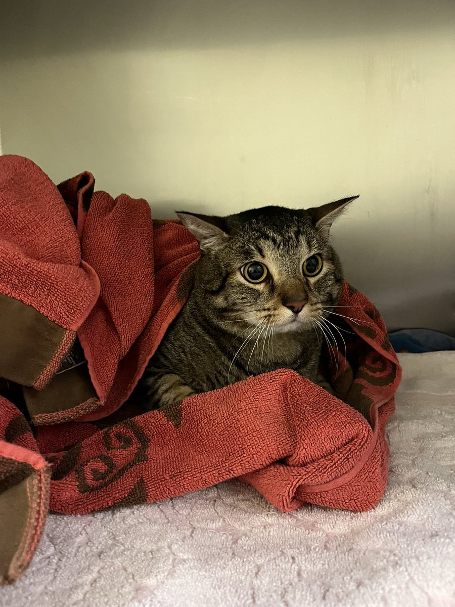 taradublinrocks's tweet photo. Duke has an obstruction & needs an emergency procedure because if it doesn’t get treated it’s fatal
It’ll cost $3200-$4500 & they want all of that tonight, but of course I can’t give that to them
If you are willing, I have Venmo or you can call Dove Lewis 503.228.7281 #PoorDuke
