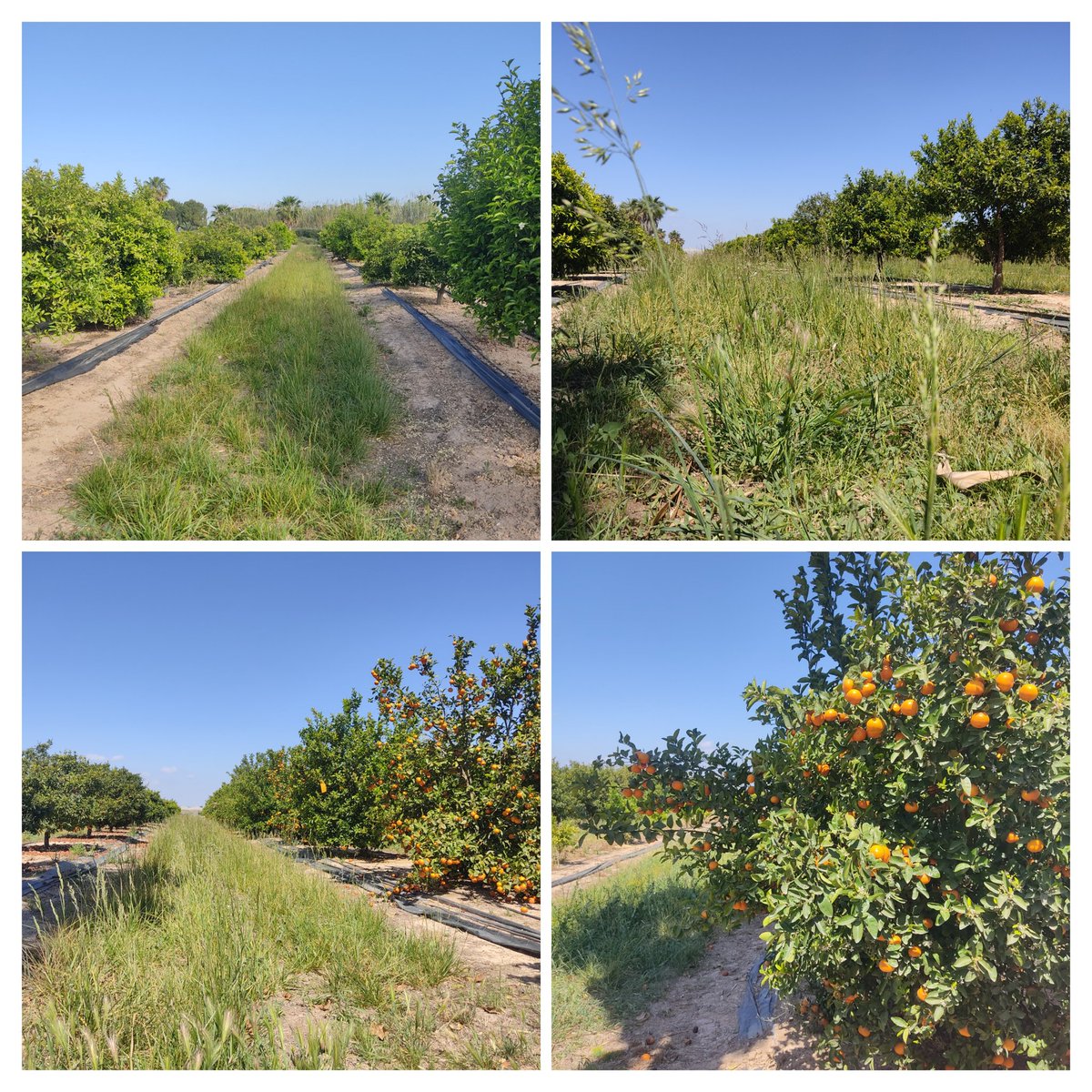 Jose Luis Gabriel tweet media