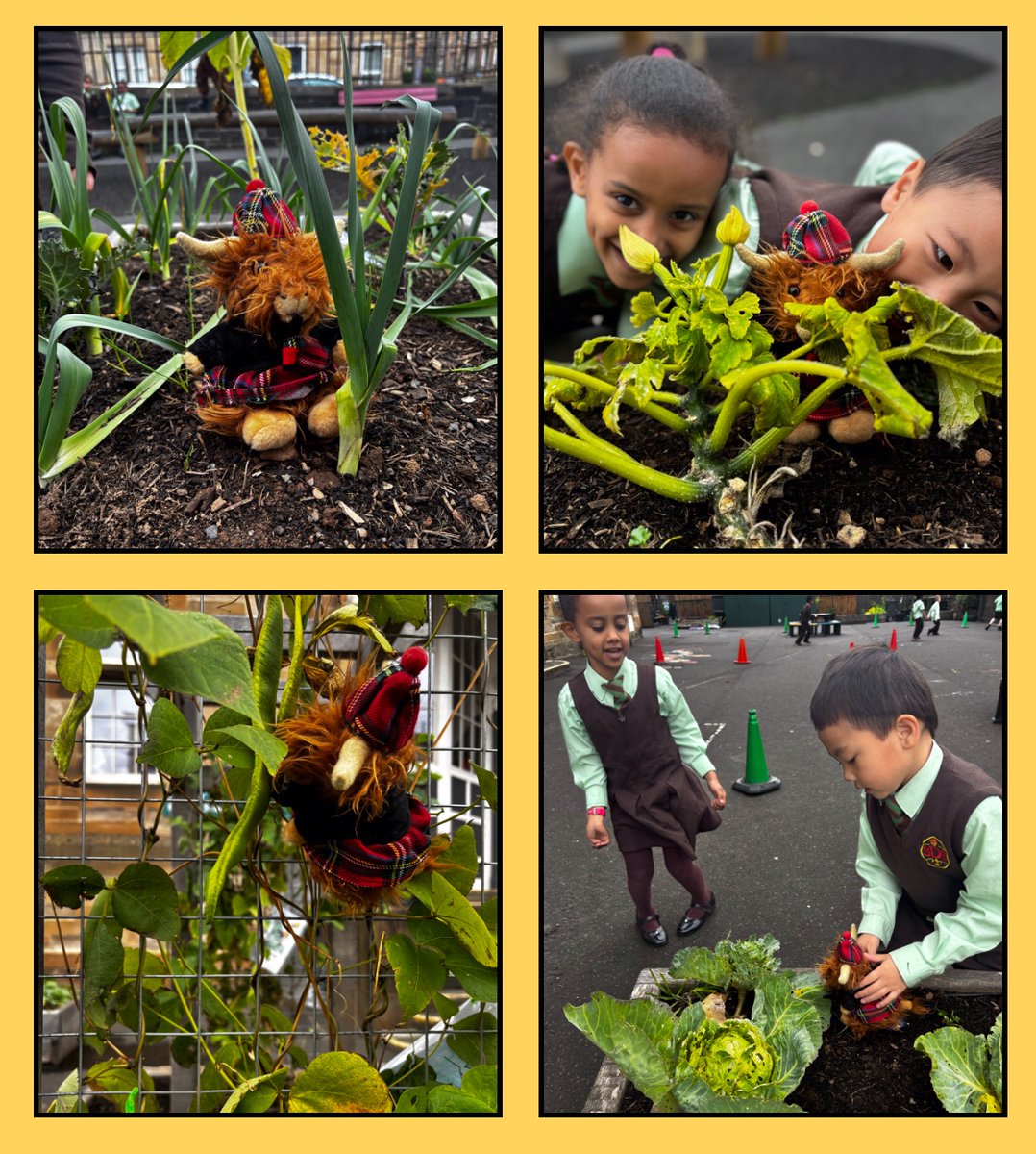 StDenisEco1's tweet photo. Today is the big day! We are going to the Post Office to send Clyde off on his international adventure. We will really miss him. Yesterday he enjoyed a tour of our #EdiblePlayground #BeInternational 🇹🇷🏴 #SDG15 https://t.co/VqqNMcBnnE