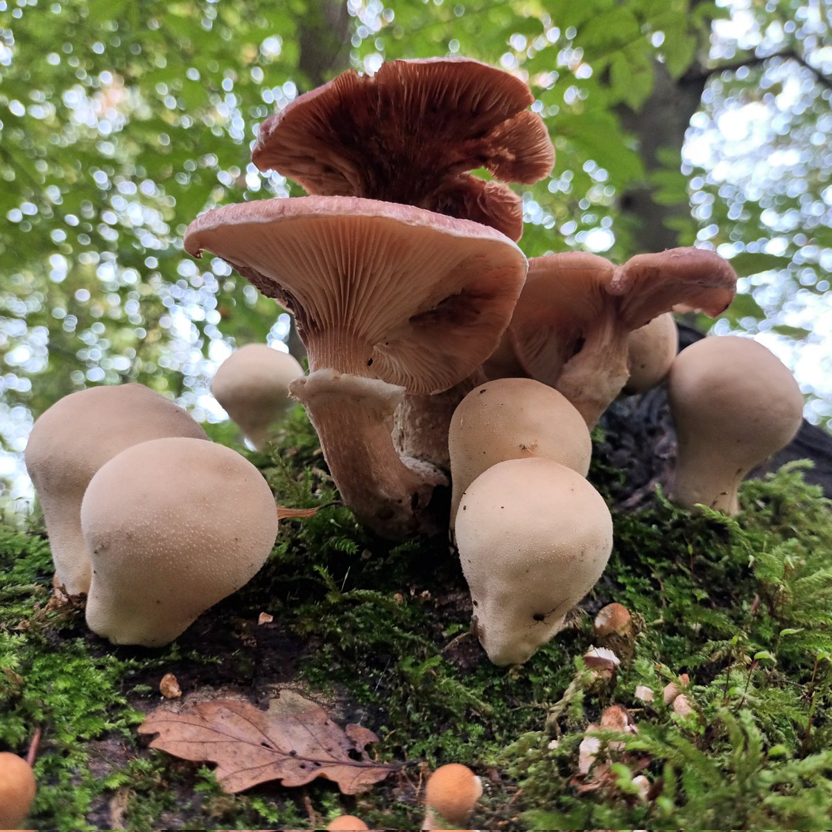 Some Stump puffballs: Apioperdon pyriforme, seen Yesterday with a few honies.
#fungi #mushrooms #nature #wild
