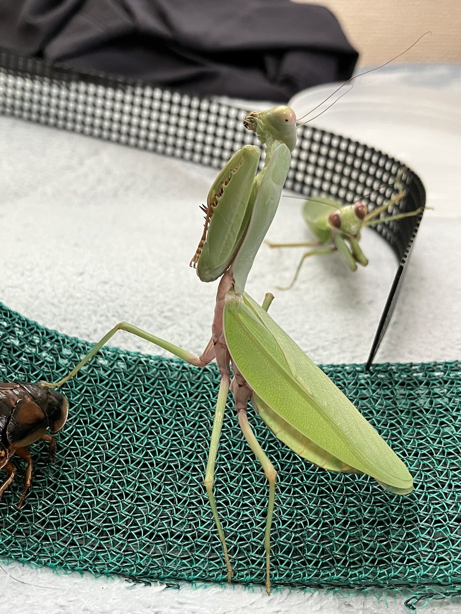 べin ｶﾏ (@85r6c) / X