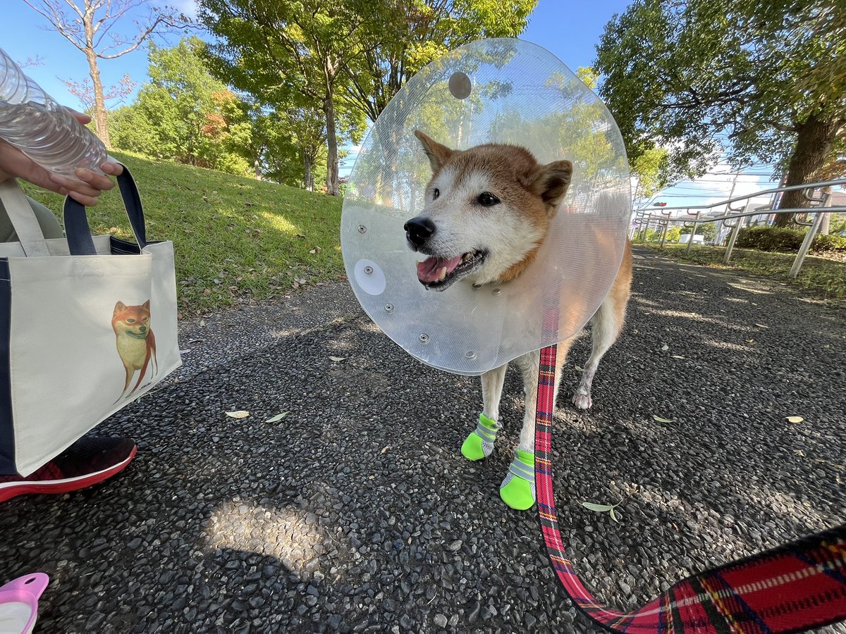 引越します🥳🐕

どうするの？10年前に買った家🏠
#柴犬　#引越し　#ShibaInu