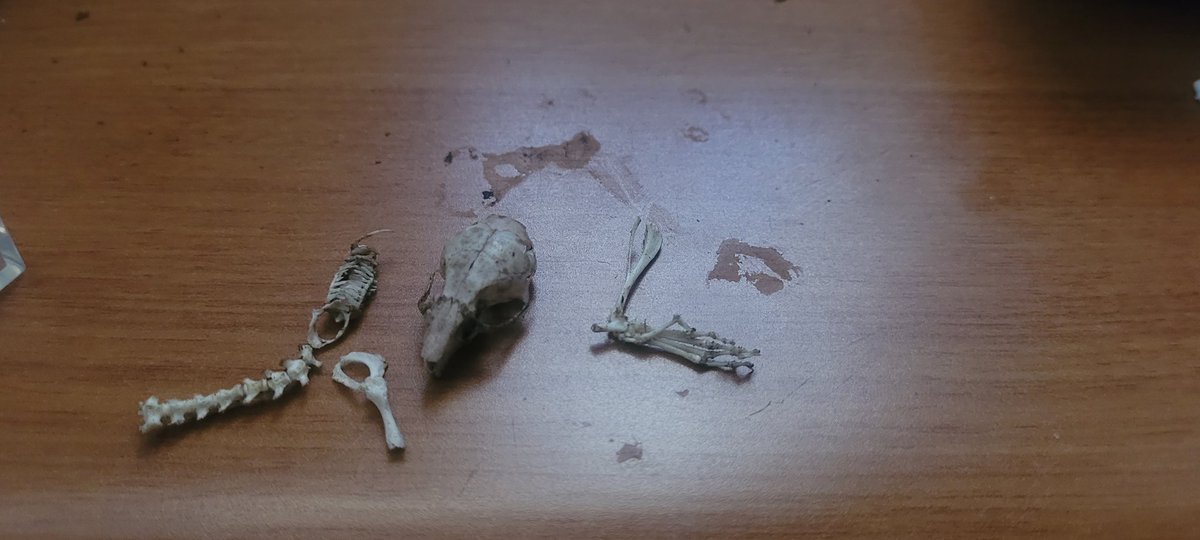 houseofbug40392's tweet image. #feedingroaches 
#invertcolpny #invertpets 

Roaches are truly voracious, and I never expected them to have such a carnivorous side