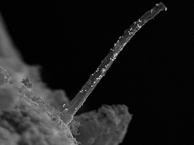 Cilia proteins localised in 3D with a combo of surface scanning electron microscopy and immuno-labelling 

📷: <a href="/SanjaSviben/">Sanja Sviben</a> et al <a href="/JingHughes/">Jing Hughes</a> lab
<a href="/WUSTLmed/">Test Account</a> in <a href="/J_Cell_Sci/">J Cell Science</a> 
➡️: bpod.org.uk/archive/2024/1…