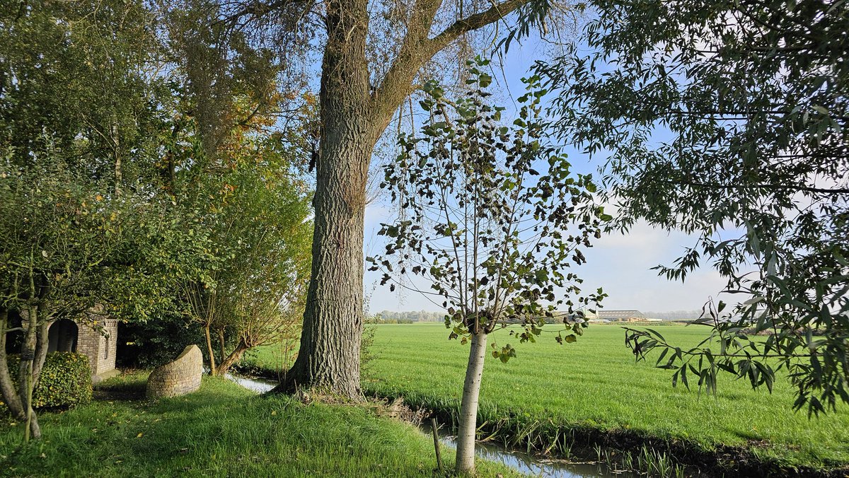 DuylsBos's tweet image. Weet je nog die vrijdag in maart? Toen zaagden we een es half af omdat de wilgen in de verdrukking kwamen. Het werd een knot es en kijk eens hoe goed hij het doet! Foto&apos;s van nu terug tot maart 🌳
#es #knotes #fraxinus #indetuin #indenatuur #goedbezig