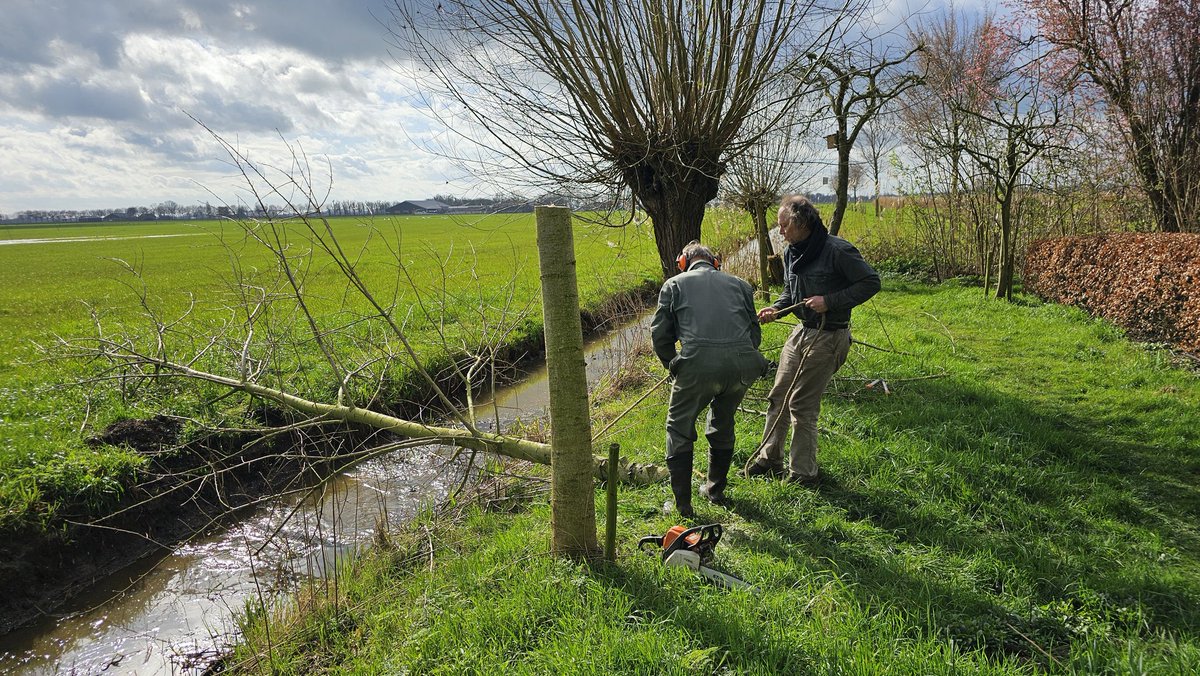 DuylsBos's tweet image. Weet je nog die vrijdag in maart? Toen zaagden we een es half af omdat de wilgen in de verdrukking kwamen. Het werd een knot es en kijk eens hoe goed hij het doet! Foto&apos;s van nu terug tot maart 🌳
#es #knotes #fraxinus #indetuin #indenatuur #goedbezig