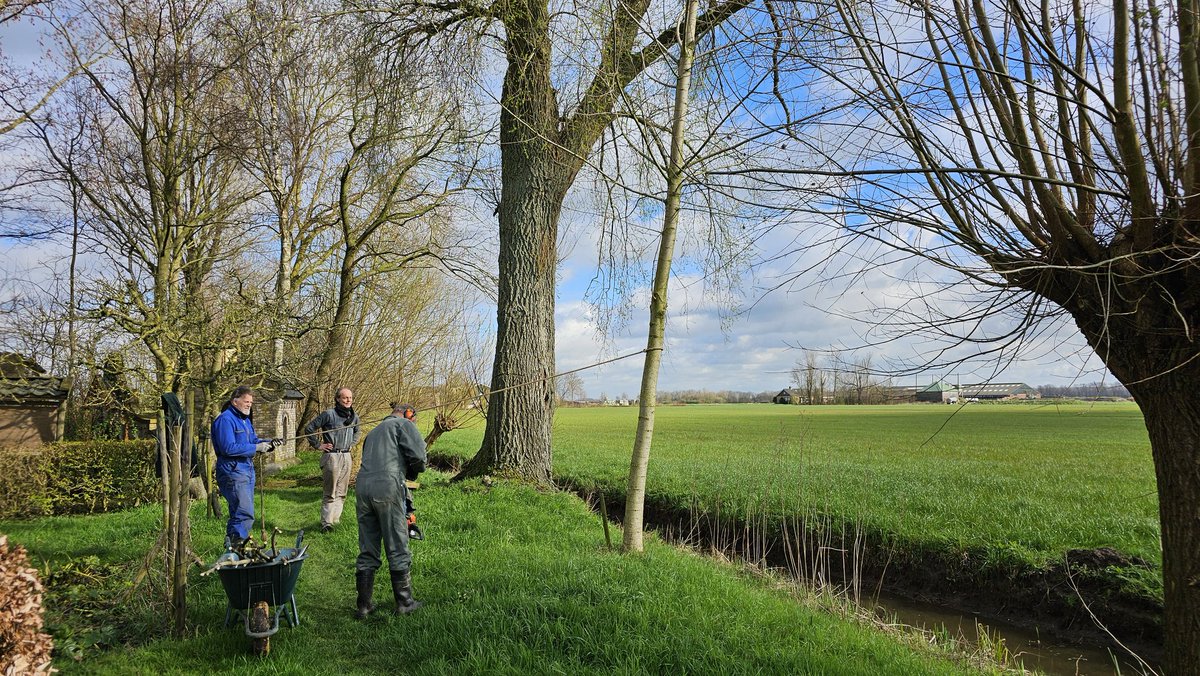 DuylsBos's tweet image. Weet je nog die vrijdag in maart? Toen zaagden we een es half af omdat de wilgen in de verdrukking kwamen. Het werd een knot es en kijk eens hoe goed hij het doet! Foto&apos;s van nu terug tot maart 🌳
#es #knotes #fraxinus #indetuin #indenatuur #goedbezig