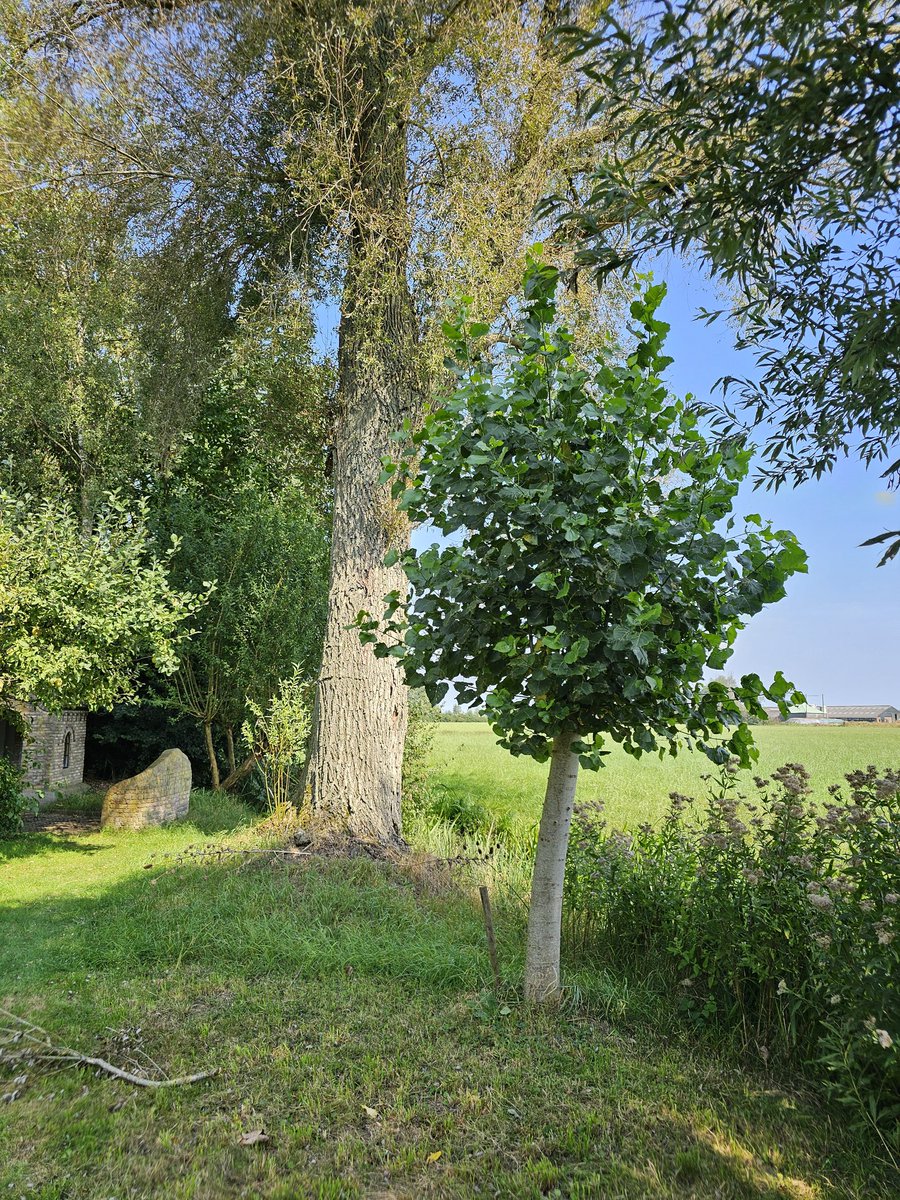 DuylsBos's tweet image. Weet je nog die vrijdag in maart? Toen zaagden we een es half af omdat de wilgen in de verdrukking kwamen. Het werd een knot es en kijk eens hoe goed hij het doet! Foto&apos;s van nu terug tot maart 🌳
#es #knotes #fraxinus #indetuin #indenatuur #goedbezig