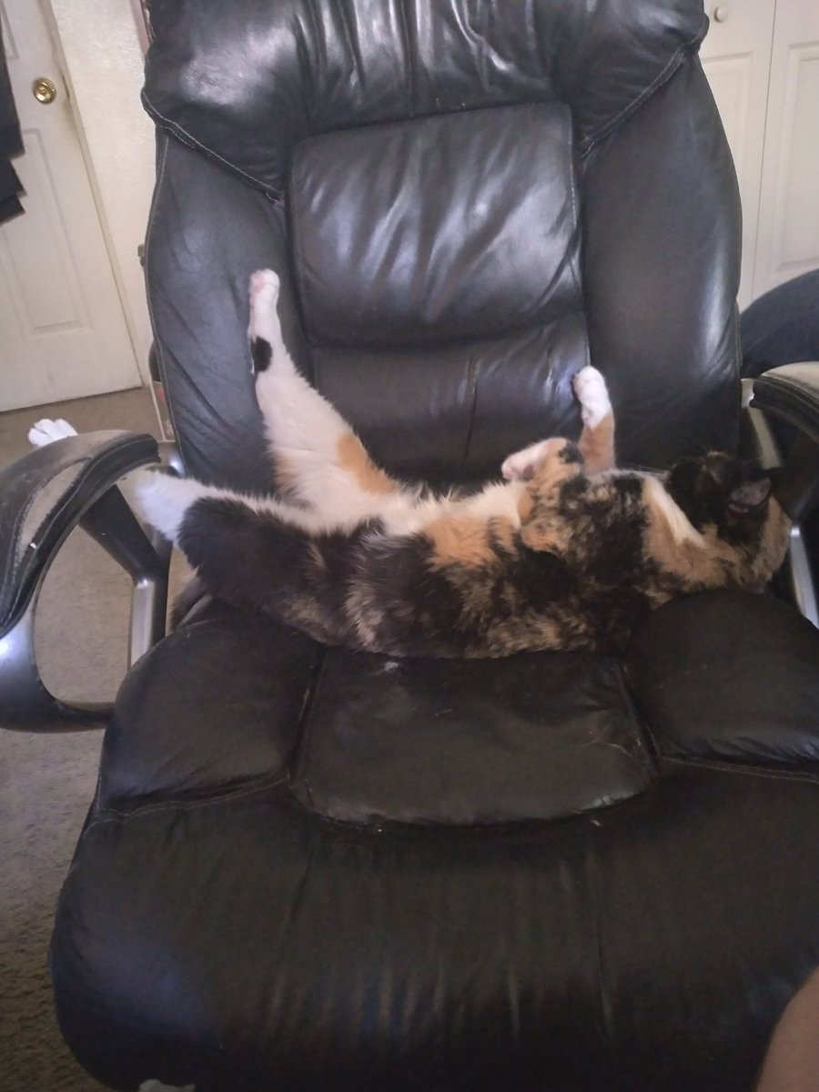 HypeMeTyler's tweet photo. @FrivviFox My cat is a back sleeper :) https://t.co/ULDY0x0xDN