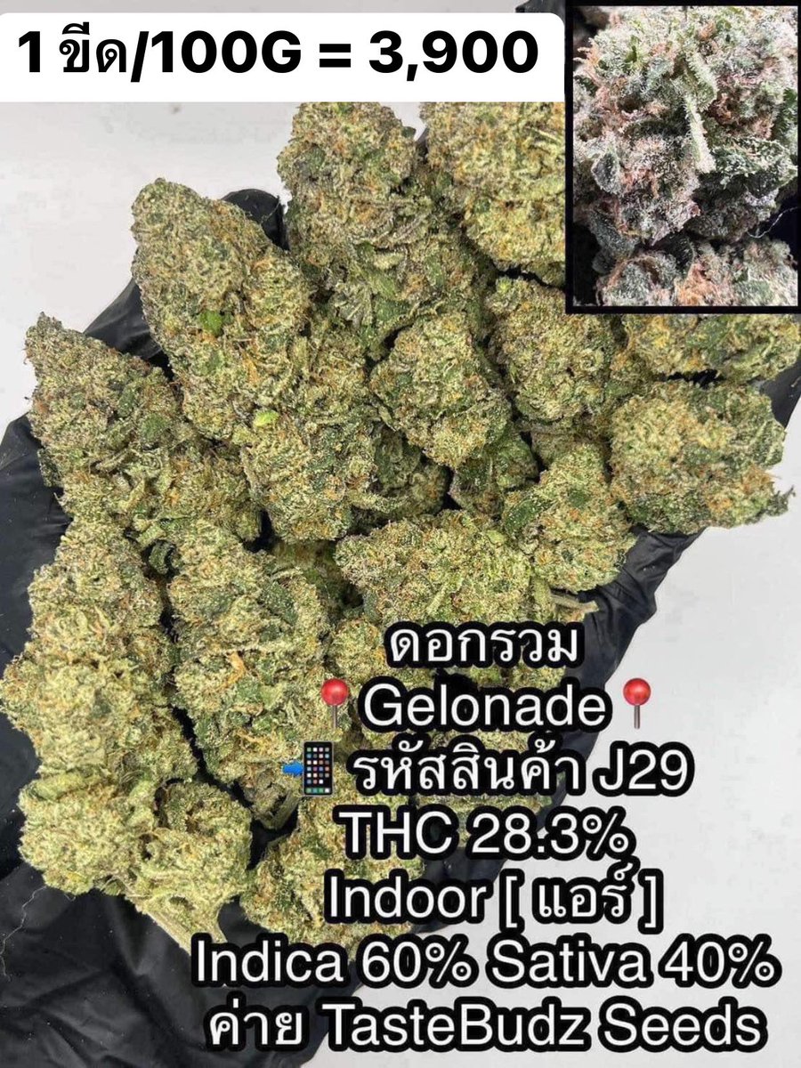 CThiland965's tweet photo. สั่งซื้อคลิกลิงค์นี้👇🛒🚬
https://t.co/k0kHf106Ta

เช็คเคดิตกลุ่ม💚❤️🚀
รูปภาพเพิ่มเติมทักแชทไลน์ร้านมา🖖💚👌

📌จีละหลักสิบ💐🍁 ใบทริม
#กรีนแคร็ก #ห่างกระรอก

#พันลำ #joint #WRA #กัญชาออแกนิค #CANNABIS #กัญชาฝั่งธน #จรัญฯ #GreenCack #เชียงราย #เชียงใหม่ #ลำปาง #กรุงเทพ #ชุมพร https://t.co/lHnwJUlRBE