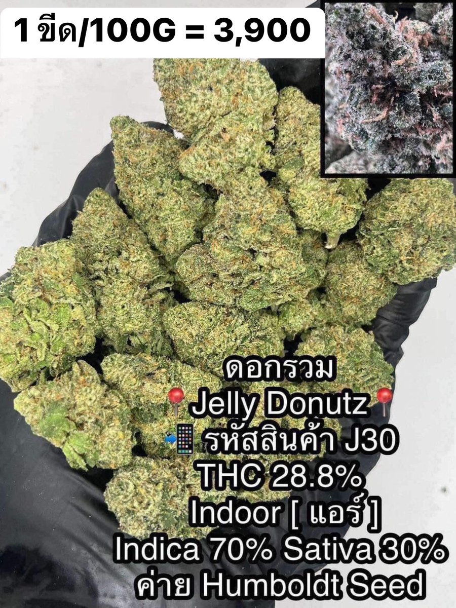 CThiland965's tweet photo. สั่งซื้อคลิกลิงค์นี้👇🛒🚬
https://t.co/k0kHf106Ta

เช็คเคดิตกลุ่ม💚❤️🚀
รูปภาพเพิ่มเติมทักแชทไลน์ร้านมา🖖💚👌

📌จีละหลักสิบ💐🍁 ใบทริม
#กรีนแคร็ก #ห่างกระรอก

#พันลำ #joint #WRA #กัญชาออแกนิค #CANNABIS #กัญชาฝั่งธน #จรัญฯ #GreenCack #เชียงราย #เชียงใหม่ #ลำปาง #กรุงเทพ #ชุมพร https://t.co/lHnwJUlRBE