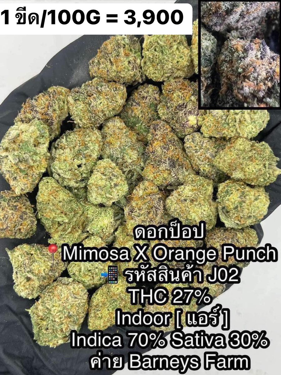 CThiland965's tweet photo. สั่งซื้อคลิกลิงค์นี้👇🛒🚬
https://t.co/k0kHf106Ta

เช็คเคดิตกลุ่ม💚❤️🚀
รูปภาพเพิ่มเติมทักแชทไลน์ร้านมา🖖💚👌

📌จีละหลักสิบ💐🍁 ใบทริม
#กรีนแคร็ก #ห่างกระรอก

#พันลำ #joint #WRA #กัญชาออแกนิค #CANNABIS #กัญชาฝั่งธน #จรัญฯ #GreenCack #เชียงราย #เชียงใหม่ #ลำปาง #กรุงเทพ #ชุมพร https://t.co/lHnwJUlRBE