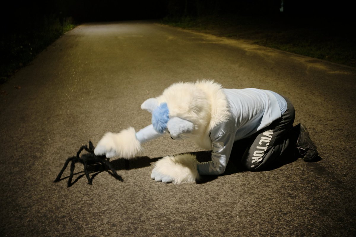 gibafur's tweet image. 7 days till Halloween! 🎃👻

And I already found a little friend to celebrate! 🕷️🕸️

📷 @Refoofle