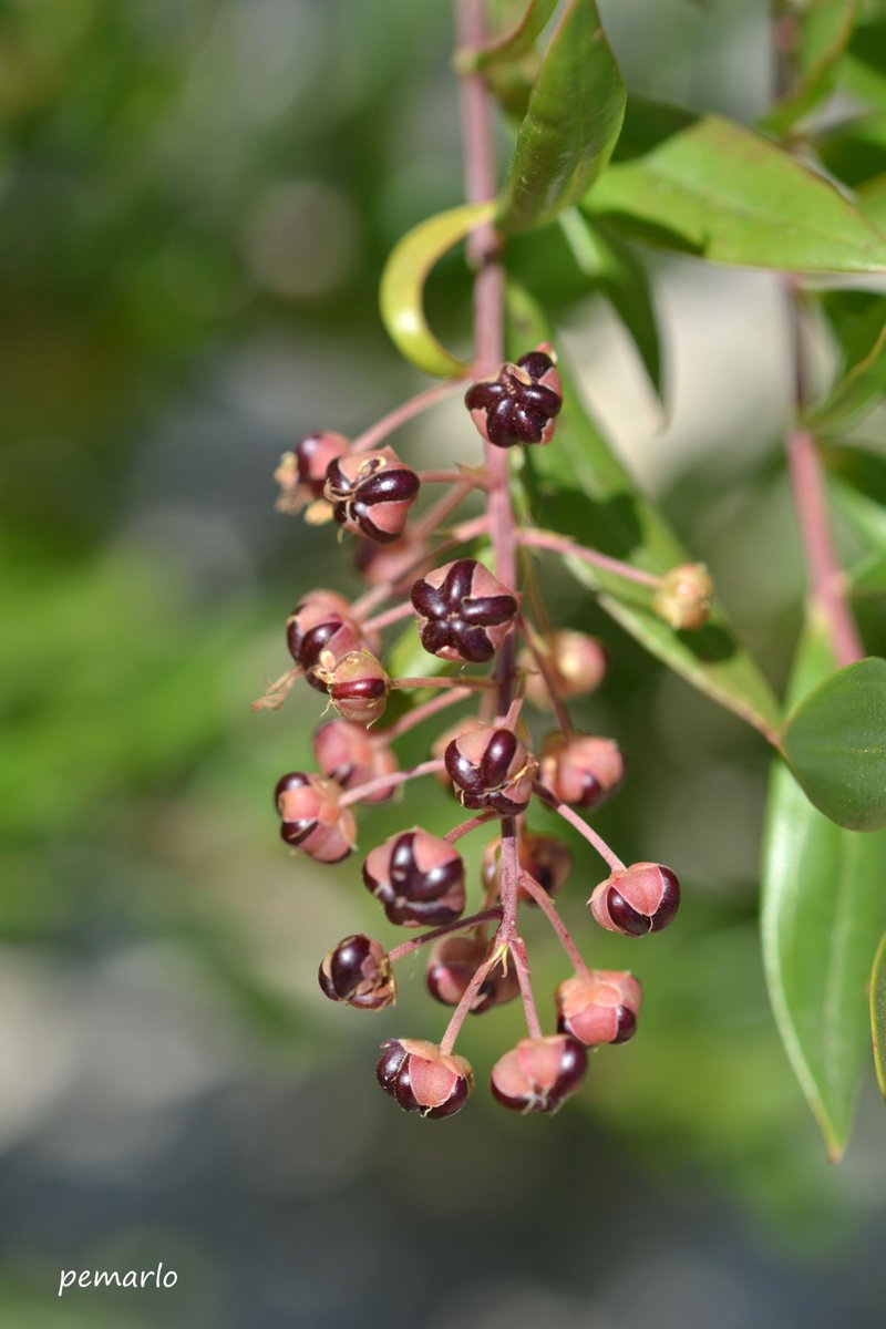 GnoziPedro's tweet photo. Plantas de Murcia: CORIARIA MYRTIFOLIA (Emborrachacabras) EN LA SIERR... https://t.co/KCClZHuWPW https://t.co/zZjLQ6Wb48