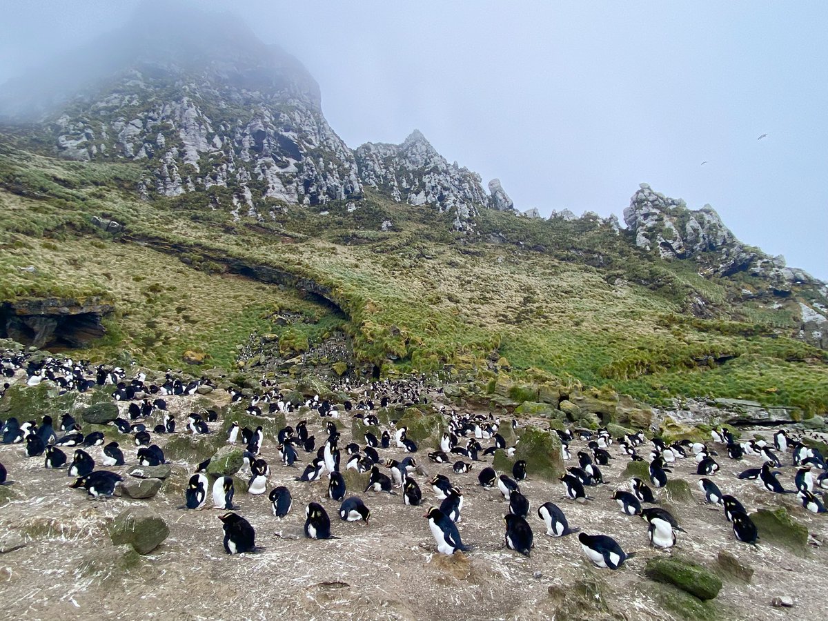 Today we visited the amazing Orde Lees colony. Most erect-crested penguin nests are occupied by lone females while their mates are foraging at sea to prepare for their long incubation and chick guard duty to come.