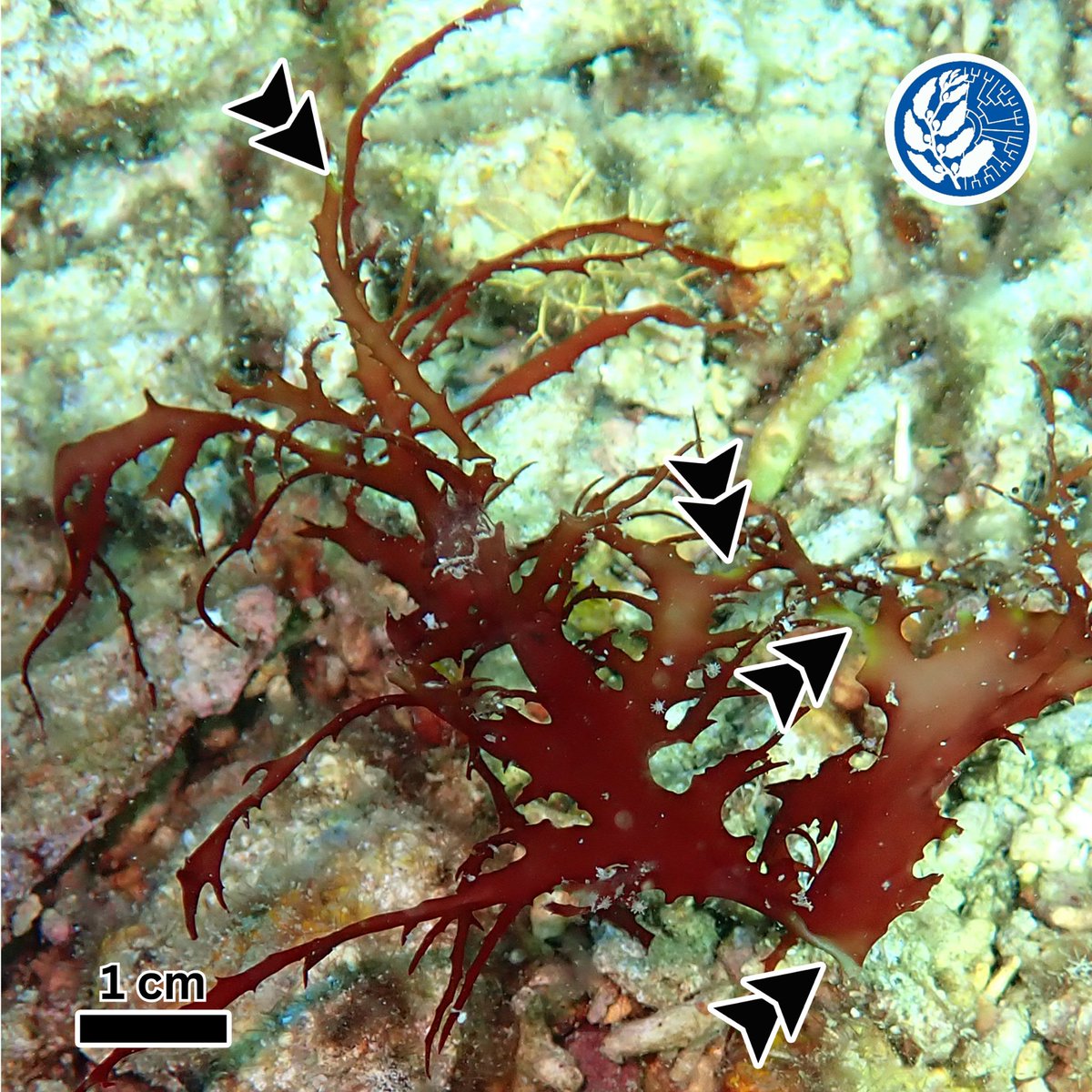 marinephycolab's tweet photo. Did you know that tropical seaweeds may also become sick? 🤔

Dr. Santiañez recently shared his natural history notes on the white rot disease found in wild individuals of the tropical red seaweed Halymenia durvillei (https://t.co/XkxNmXE2c7).

#PHseaweeds #PHmarinescience https://t.co/2GttMcyQoX