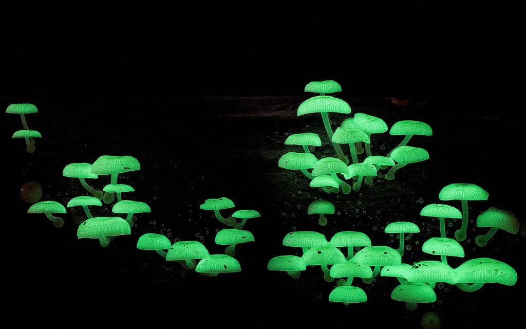 lempe808's tweet image. Some fungi can glow in the dark! Over 80 species of bioluminescent fungi, like the Jack O’Lantern (Omphalotus olearius), produce light through a reaction between luciferase and luciferin. This glow likely attracts insects to help spread their spores.