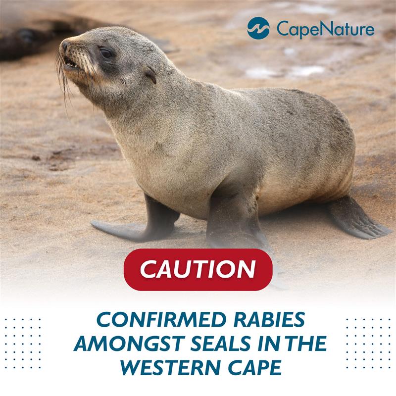 🌊 This holiday season, CapeNature urges the public to avoid interactions with Cape Fur Seals to ensure their safety and wellbeing.🦭👇
 
Read more: capenature.co.za/news/2024/cape…
 
#CapeNature 
#WildlifeProtection 
#CapeFurSeals 
#MarineConservation