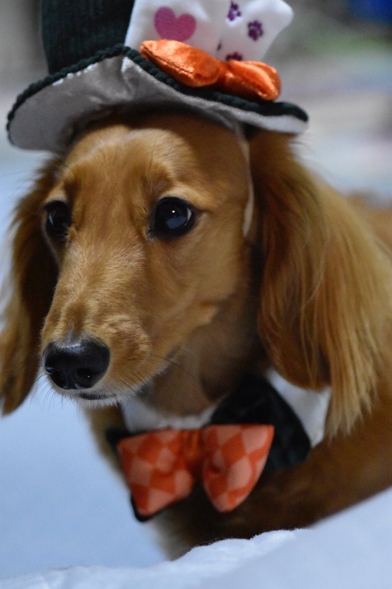 saga_pco's tweet photo. 【コスプレ広報犬📸】
もうすぐハロウィン🎃
佐賀地本広報犬ドンくん😍
トリックオアトリート!
#佐賀地本 #広報犬 #コスプレ #あにまる #わんこ #ハッピーハロウィン #howdoilook https://t.co/K6dsdb9txO