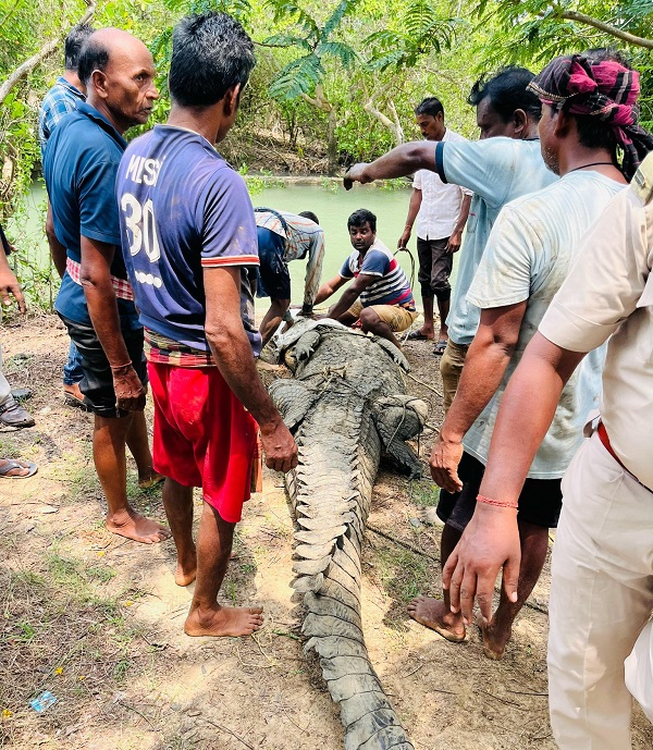 down2earthindia's tweet photo. Hundreds of baby birds perish as #CycloneDana  barrels towards Bhitarkanika; crocodiles and snakes appear in villages

🖊️ @AshisSenapati12 

https://t.co/vm2R50GIXC https://t.co/apbQKWjARR