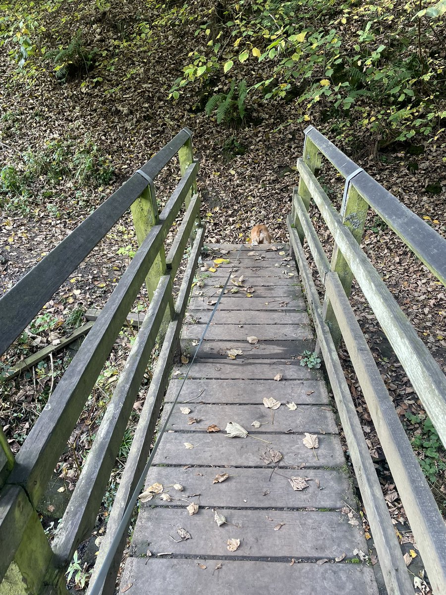 suemoon99's tweet photo. What a beautiful walk we had at East Tanfield station 🥰 https://t.co/f4O0OECK53