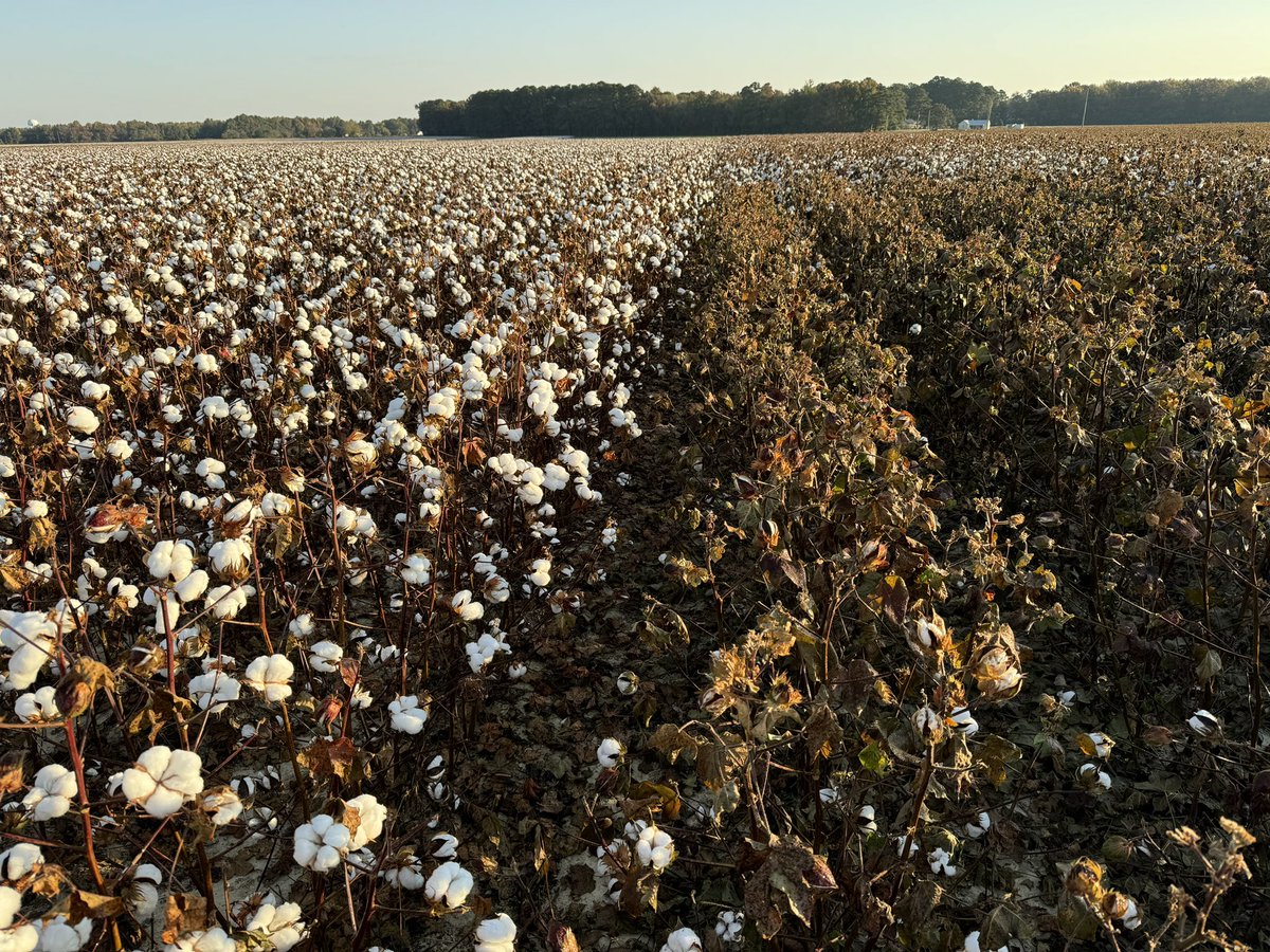 Dominic Reisig (@dominicdreisig) on Twitter photo Seeing is believing! 🐛🌿 #bollworm devastation on non-Bt cotton vs Bt cotton. A clear win for Bt and why we need to work so hard to preserve it! <a href="/AusCottonSci/">Australian Cotton Science</a> <a href="/Cotton_Guy/">Guy Collins</a> <a href="/NCcropbiotech/">Keith Edmisten</a> Seeing is believing! 🐛🌿 #bollworm devastation on non-Bt cotton vs Bt cotton. A clear win for Bt and why we need to work so hard to preserve it! <a href="/AusCottonSci/">Australian Cotton Science</a> <a href="/Cotton_Guy/">Guy Collins</a> <a href="/NCcropbiotech/">Keith Edmisten</a>