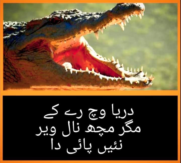 PunjabiThinker's tweet photo. دریا وچ رے کے مگر مچھ نال ویر نئیں پائی دا۔ 👈
https://t.co/pQz301qDhY https://t.co/Ss6iN6URku