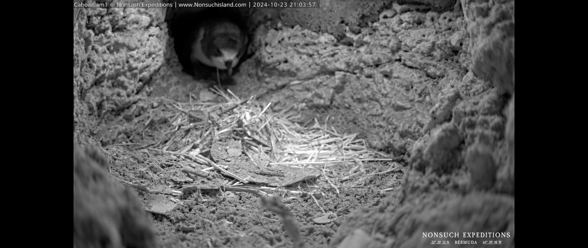 anna_laios's tweet photo. @BermudaCahowCam Our beautiful couple is reunited. First Cahow to arrive was on 23/10 @ 9:03:56pm (I think the male) and then on the 24/10 @ 5:43:53am the female. They got acquainted straight away. They are amazing birds. https://t.co/JidJSCBblC