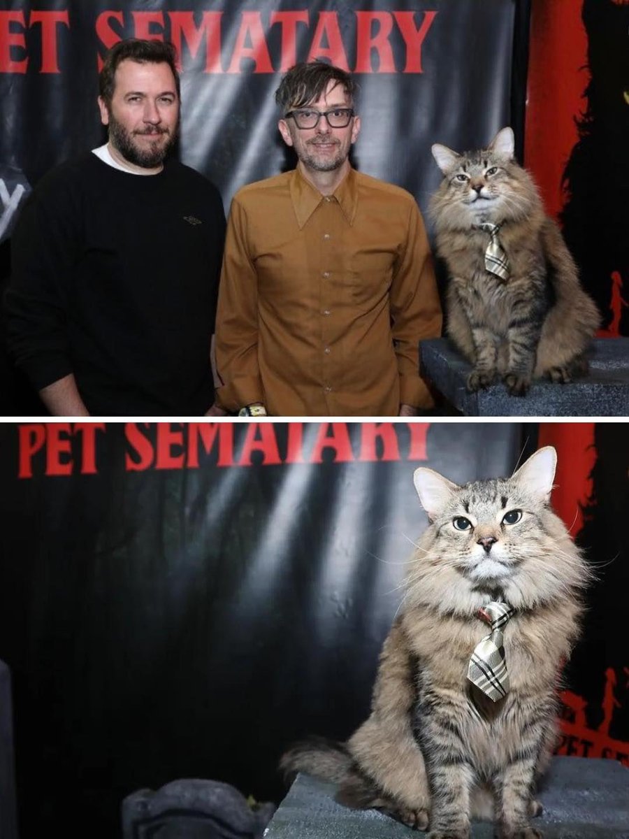 "One of the feline actors from Pet Sematary looking distinguished at the movie’s premiere."