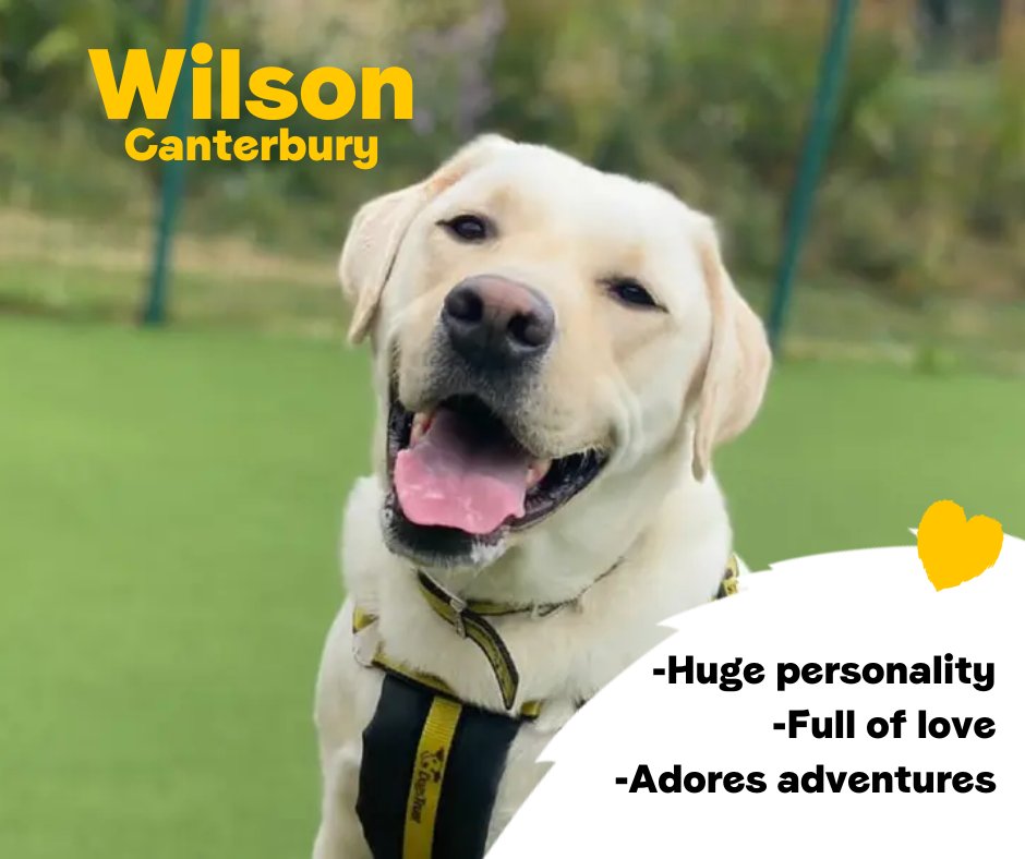 DogsTrust's tweet photo. Wilson is a beautiful 4 year old Labrador Cross with a huge heart and personality to match! He adores his food which will be a great training tool for him and he will make a fantastic, loyal companion in the home💛
@DT_Canterbury📍 https://t.co/nzgwj0UPwp https://t.co/8dgr0hdDiS