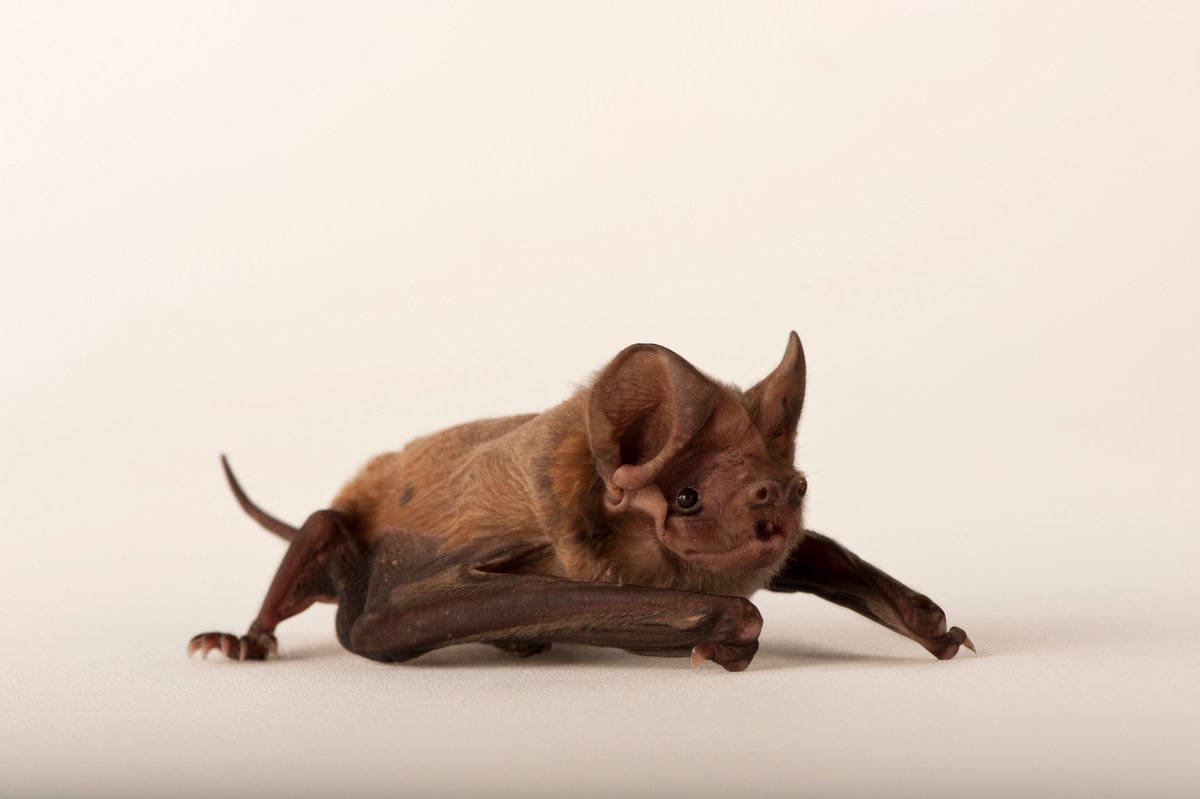 conservation_fl's tweet photo. Happy #InternationalBatWeek! FL is home to 13 bat species, from the tiny Evening Bat to the endangered Florida Bonneted Bat!
Why love them? They eat tons of insects! 🦟🍴
Want to enhance their habitat at D Ranch Preserve??
Contact info@conservationfla.org! 📧
📸 @joelsartore https://t.co/P4W9QB5JLV
