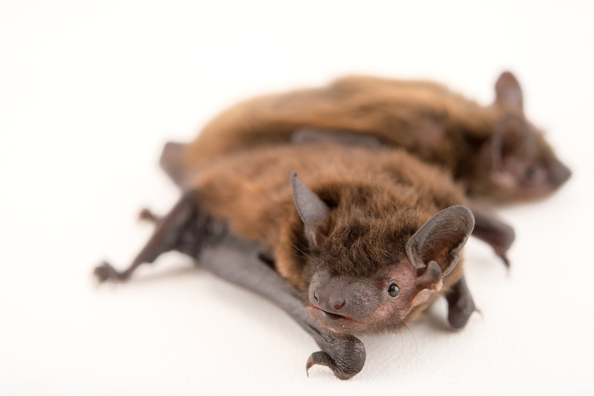 conservation_fl's tweet photo. Happy #InternationalBatWeek! FL is home to 13 bat species, from the tiny Evening Bat to the endangered Florida Bonneted Bat!
Why love them? They eat tons of insects! 🦟🍴
Want to enhance their habitat at D Ranch Preserve??
Contact info@conservationfla.org! 📧
📸 @joelsartore https://t.co/P4W9QB5JLV