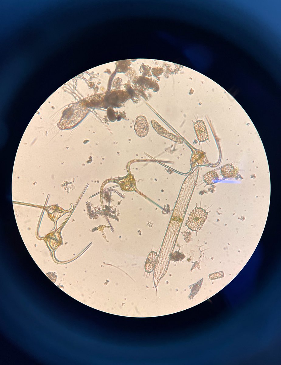 BMCC_UPVEHU's tweet photo. Today's net sample from the port of Bilbao was full of different species! 🤩🤩🤩 https://t.co/R5G2JlJlZA