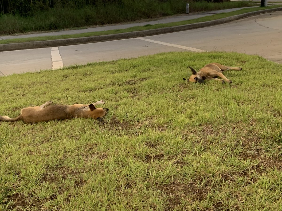 2 perritos que permanecen en la rotonda entre Costa Sur y Costa Linda 😞🙏🏼Dar RT a ver si alguien los reconoce 🙏🏼 <a href="/CDENewspanama/">CostadelEsteNews</a> <a href="/Panamaalcaldia/">Alcaldía de Panamá</a>