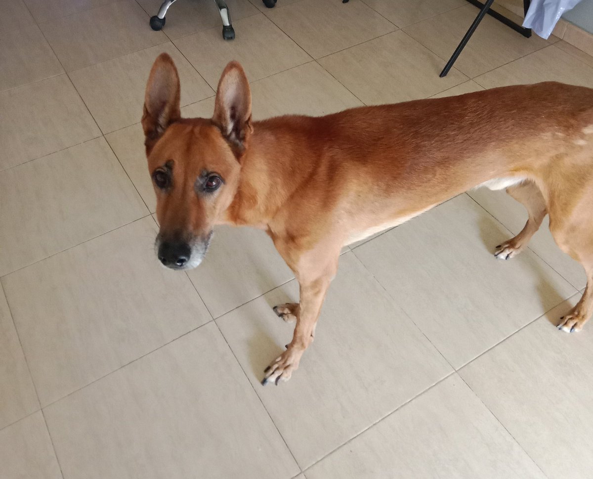 Este goset busca familia. El seu actual propietari té una enfermetat degenerativa que en poc de temps no  podrà moure's. Es Rayo es un gos jovenet, té totes les vacunes i xip. És de Valencia, la zona de la Ribera però es podría desplaçar.