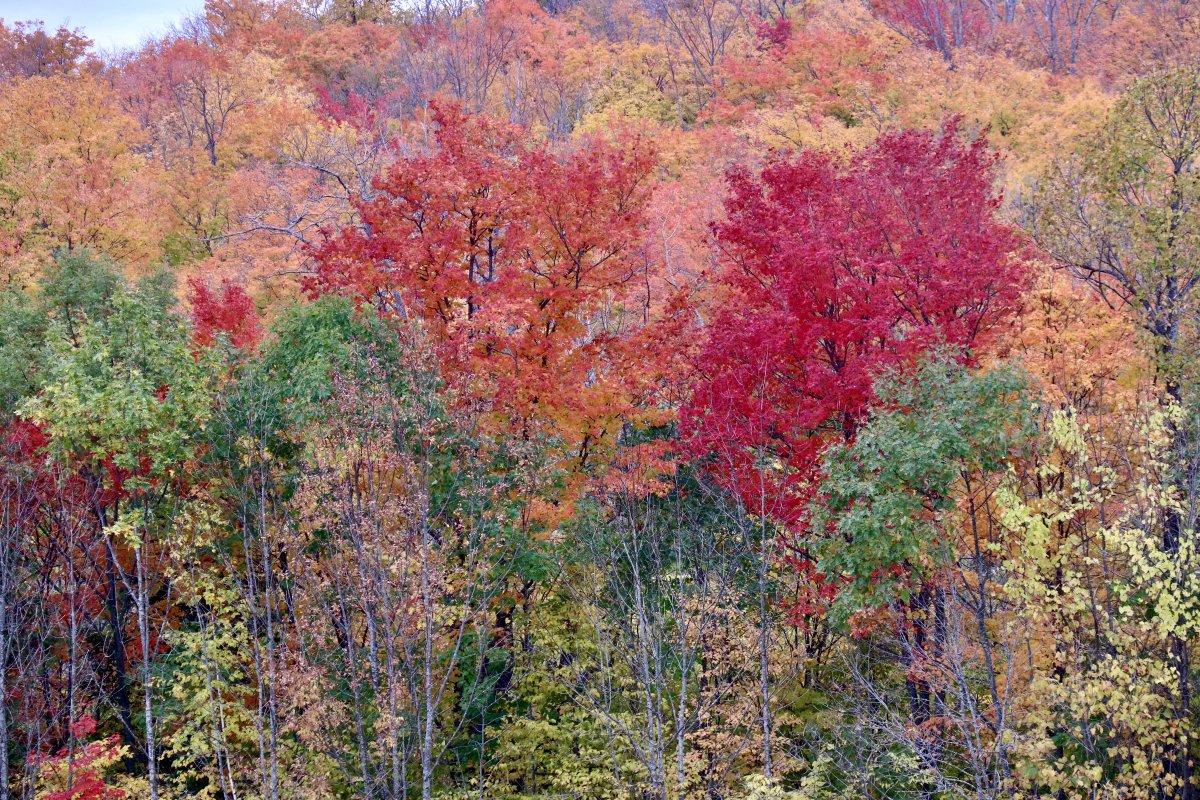 DavidJo92249735's tweet image. #FallArt