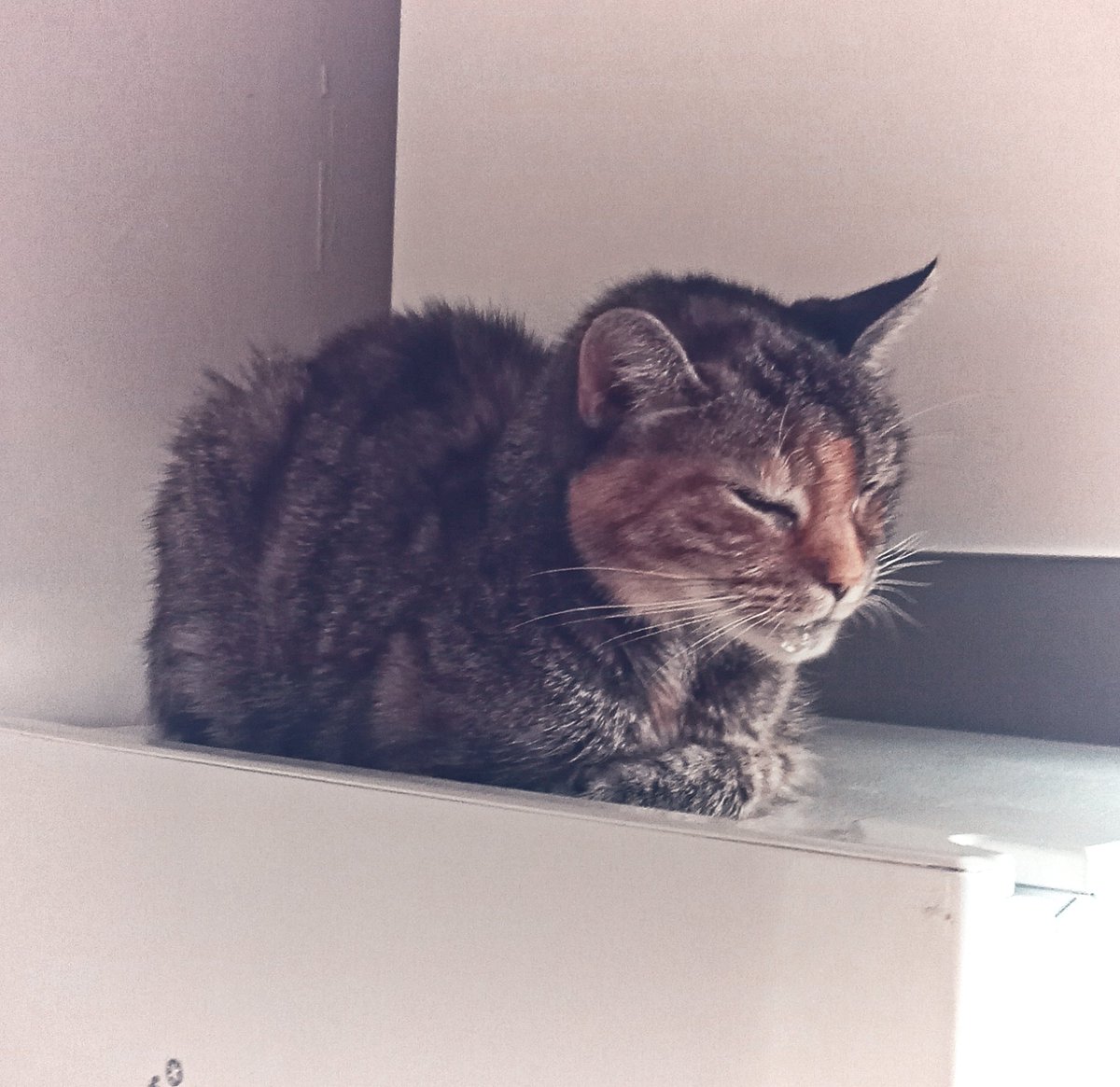 BreeMagee1111's tweet image. I'm watching over the fridge where all the tasty yum-yums are kept. 🤗💞🥰🤩✨💛💖
#firstinline 
#catsrule 
#hellokitty